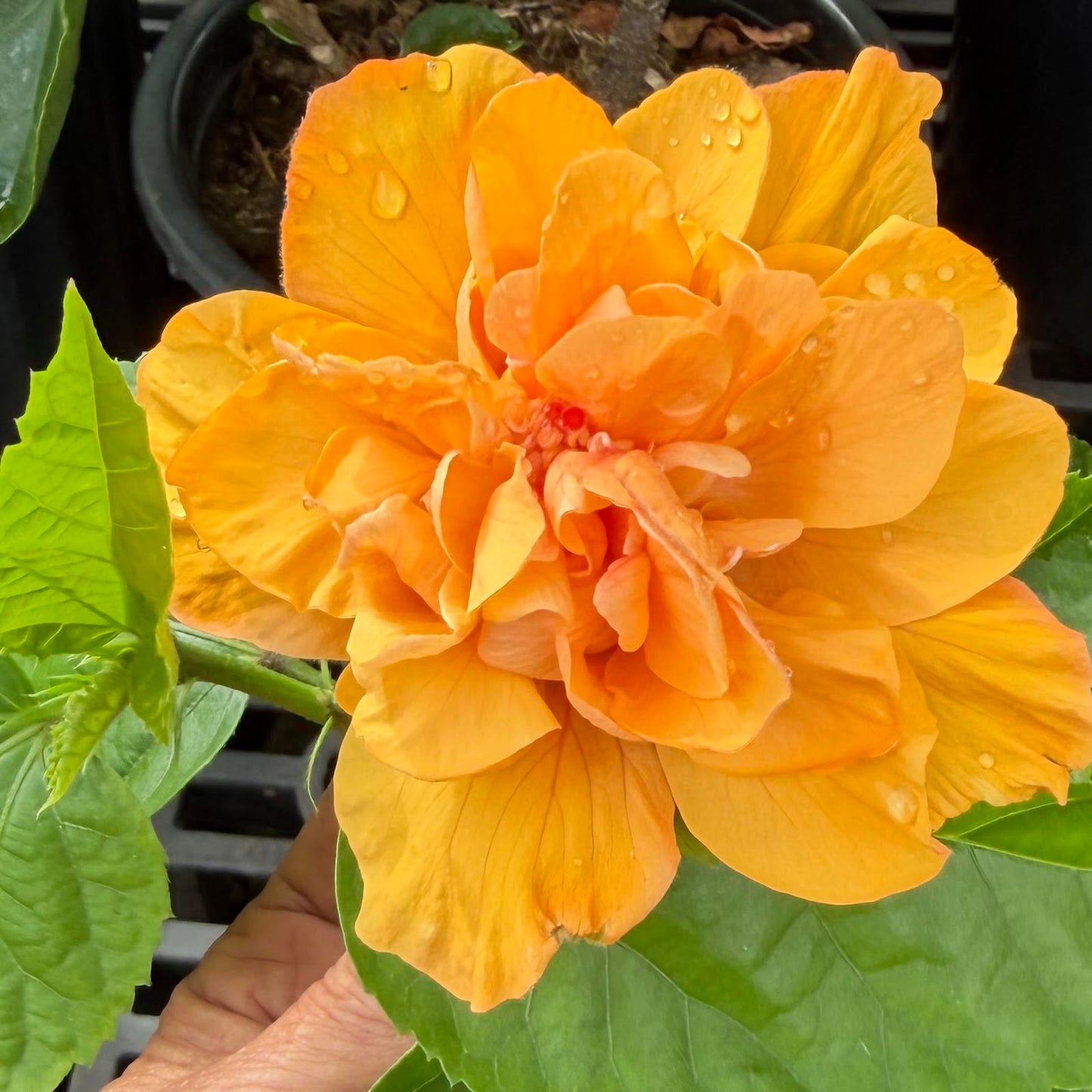 Hibiscus Joann 'Double Orange'
