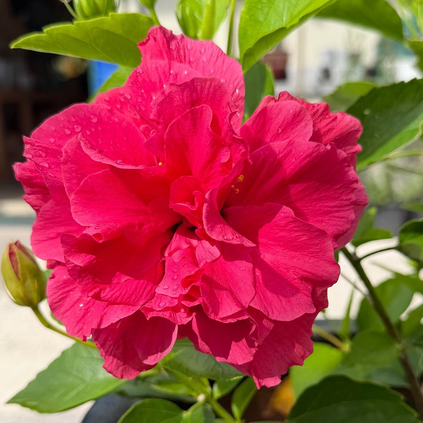 Hibiscus 'Double Pink'