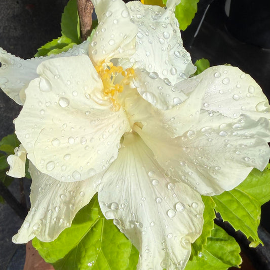 Hibiscus 'Double White'