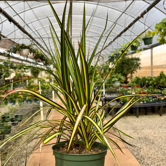 Dracaena marginata 'Kiwi'