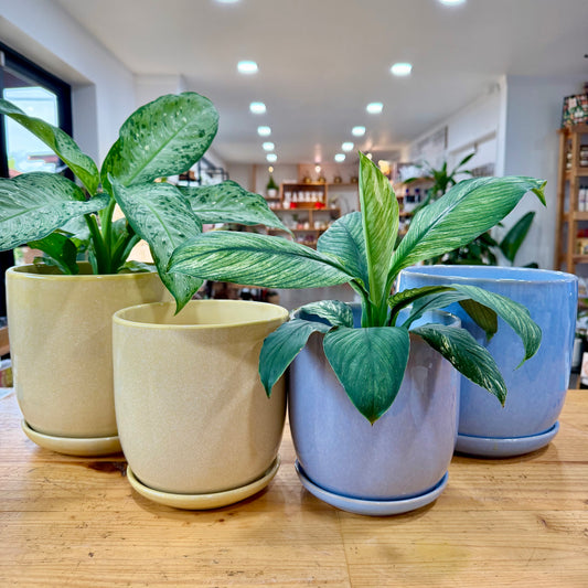 Dryden Planter