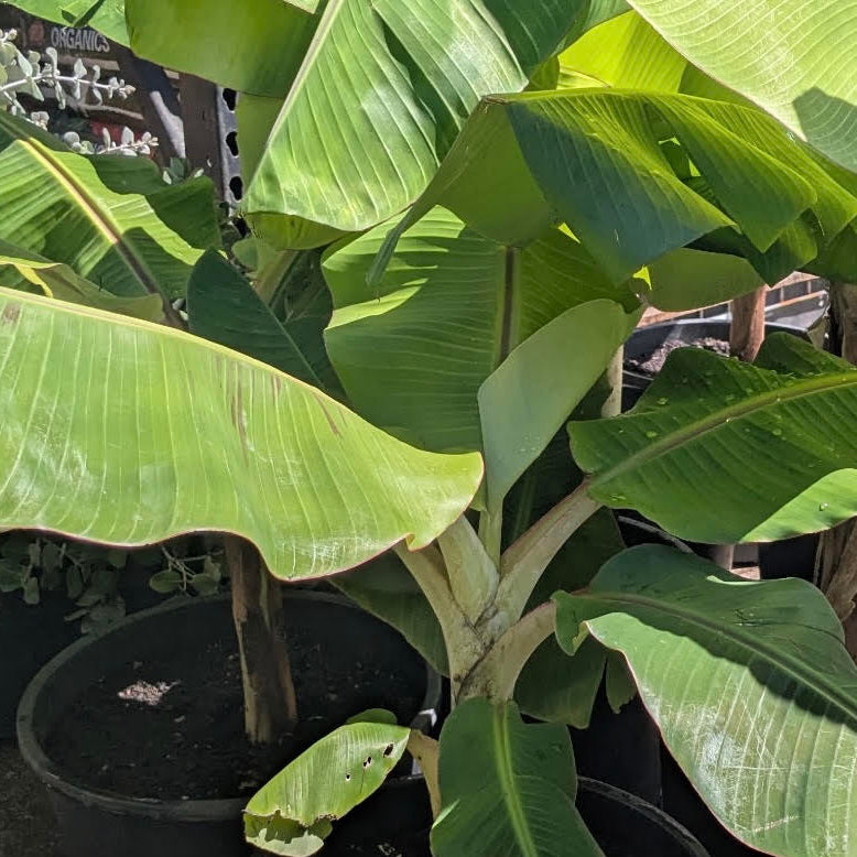 Dwarf Apple Banana Tree
