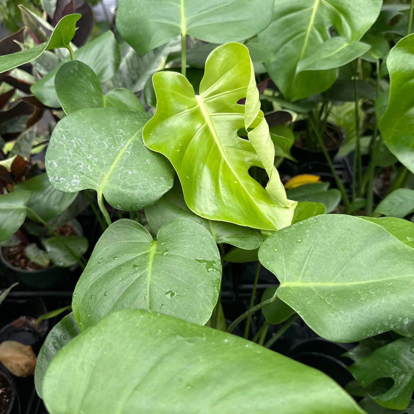 Monstera deliciosa 'Tauerii' (Dwarf Swiss Cheese)