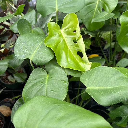 Monstera deliciosa 'Tauerii' (Dwarf Swiss Cheese)