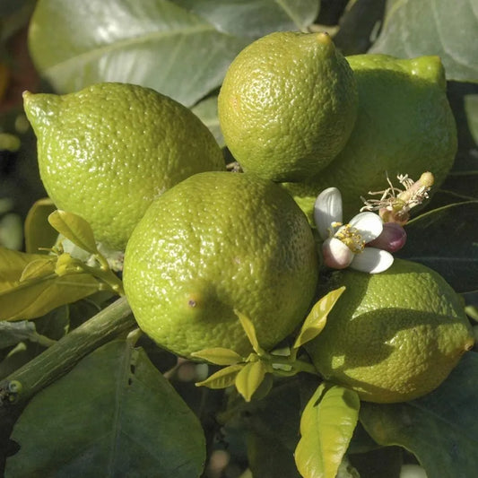 Semi Dwarf Tahitian Lime