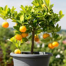 Dwarf Washington Navel Orange