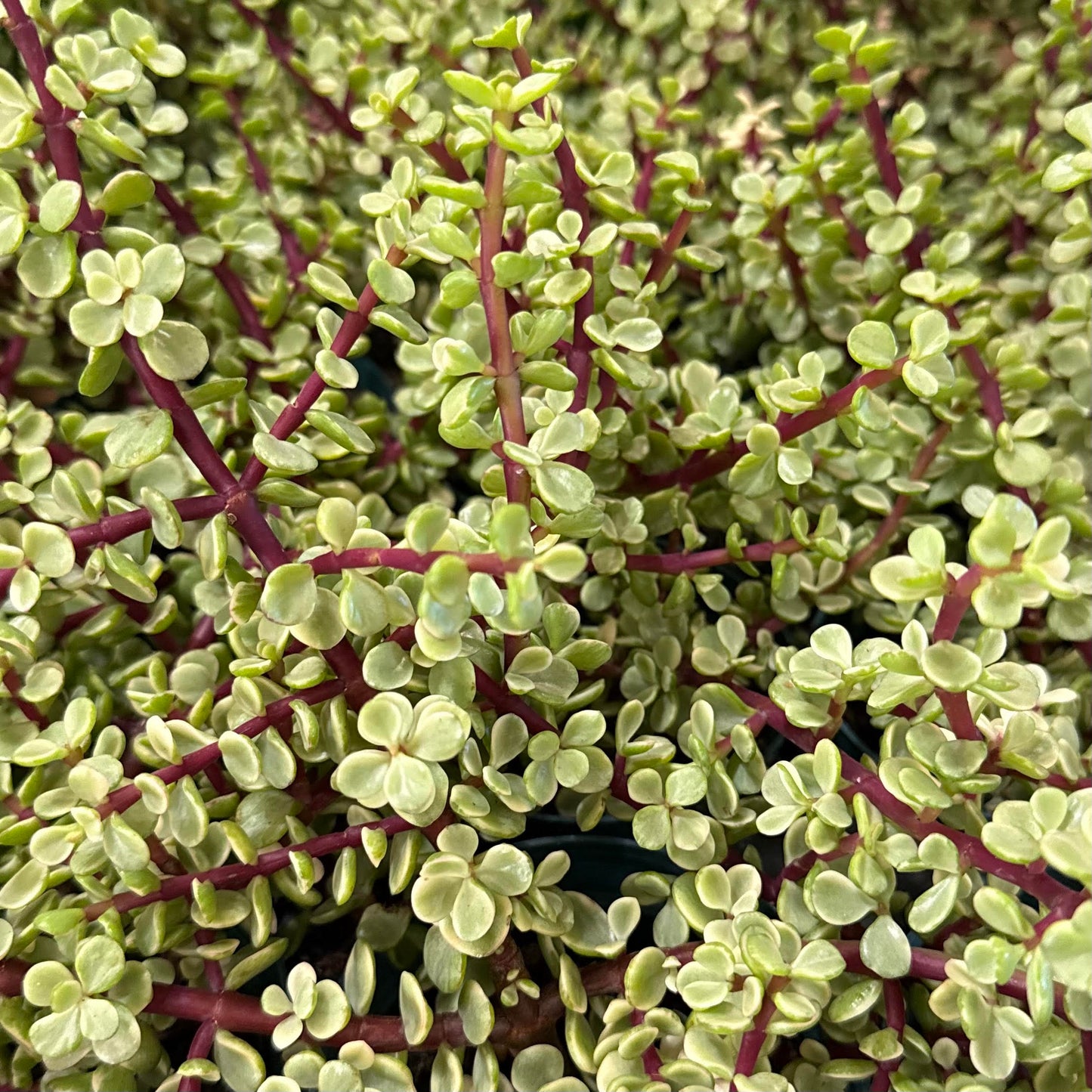 Portulacaria afra ʻDwarf Jadeʻ