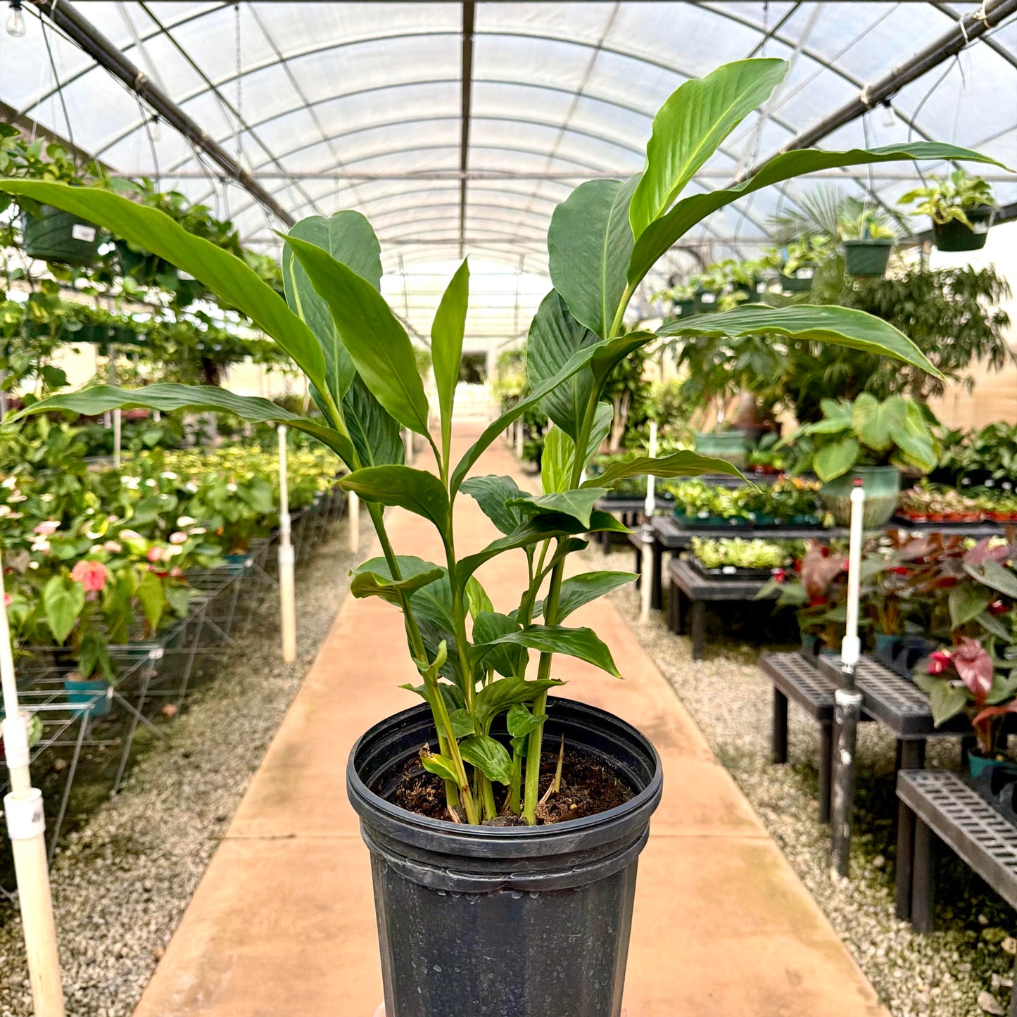Alpinia purpurata 'Ginger'