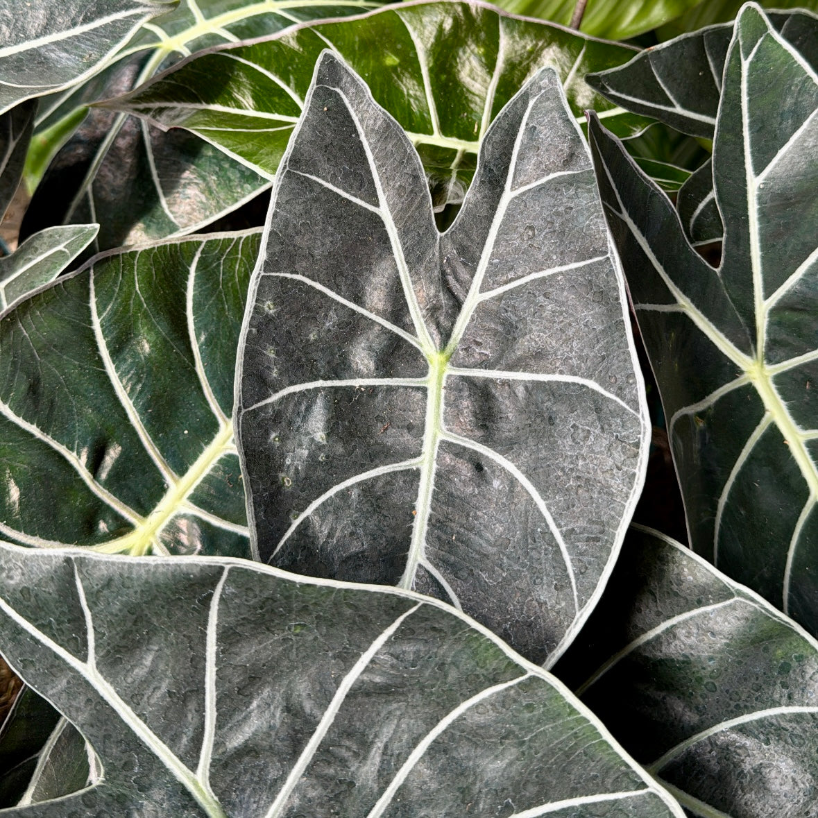 Alocasia longiloba 'Dragon's Tooth'