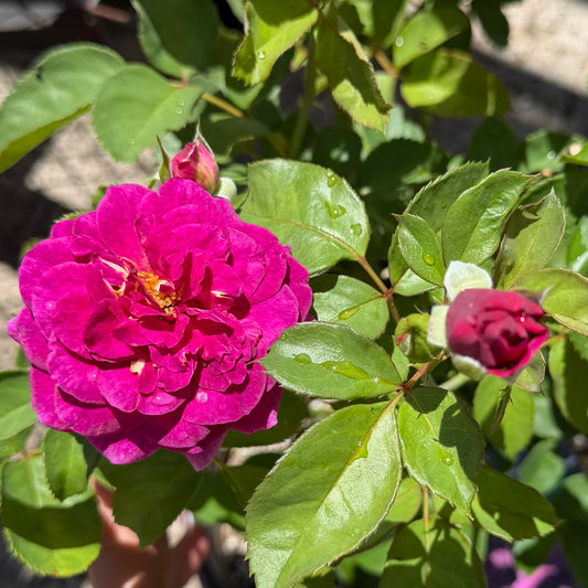 Floribunda Rose Bush 'Ebb Tide'