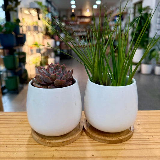 White Planter Collection