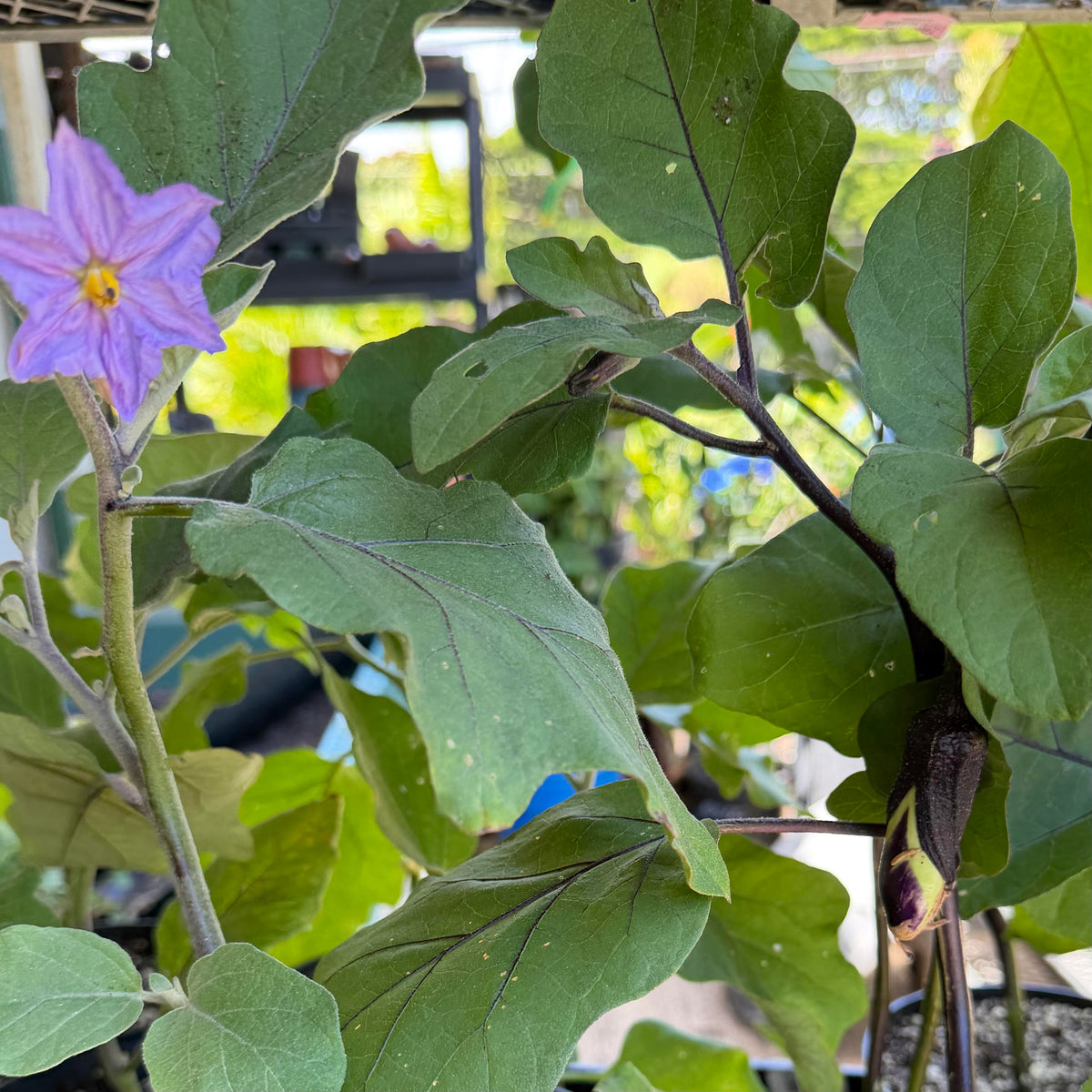 Eggplant, Assorted