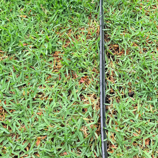 El Toro Zoysia Grass