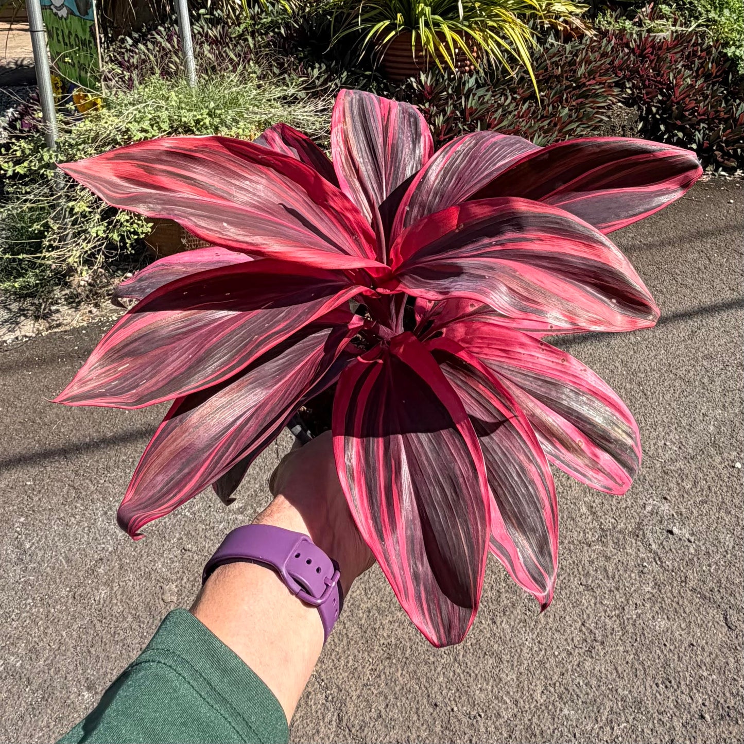 Cordyline fruticosa 'Electra' (Ti Leaf)