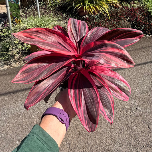 Cordyline fruticosa 'Electra' (Ti Leaf)