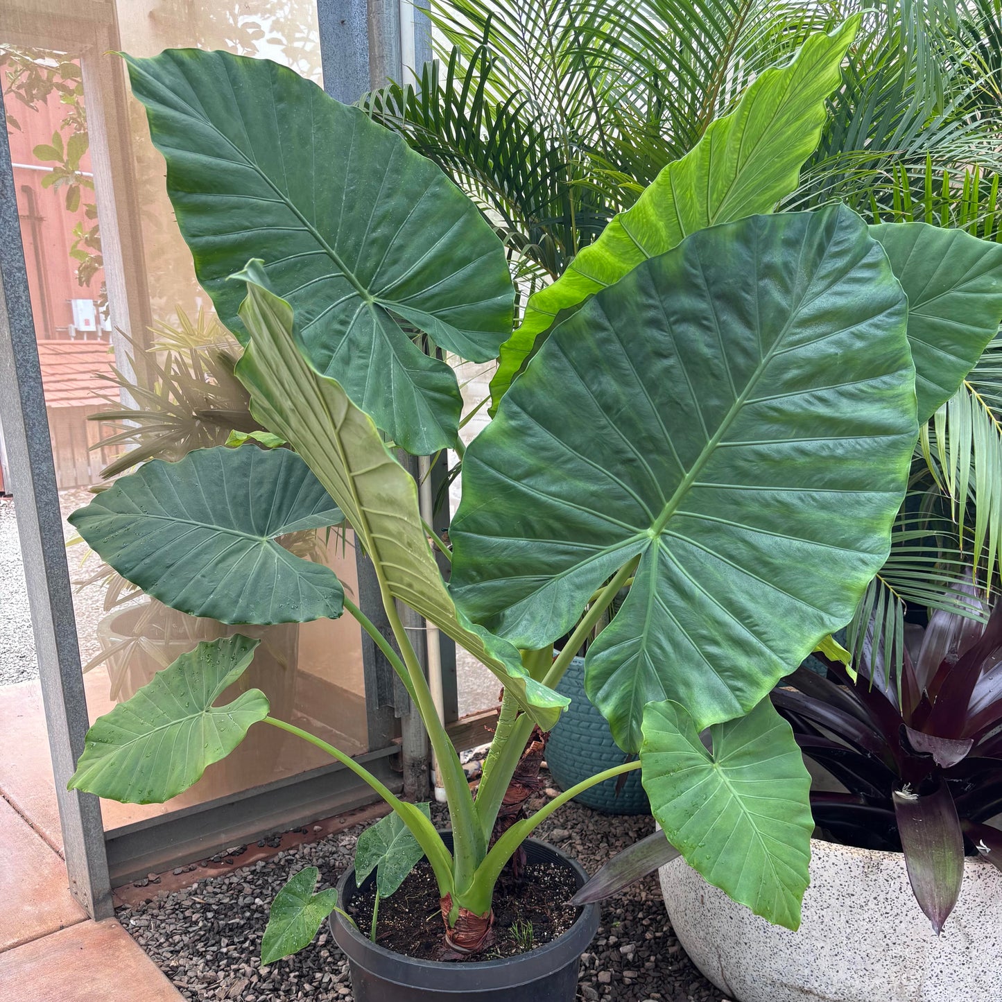 Alocasia 'spp' (Elephant ear)