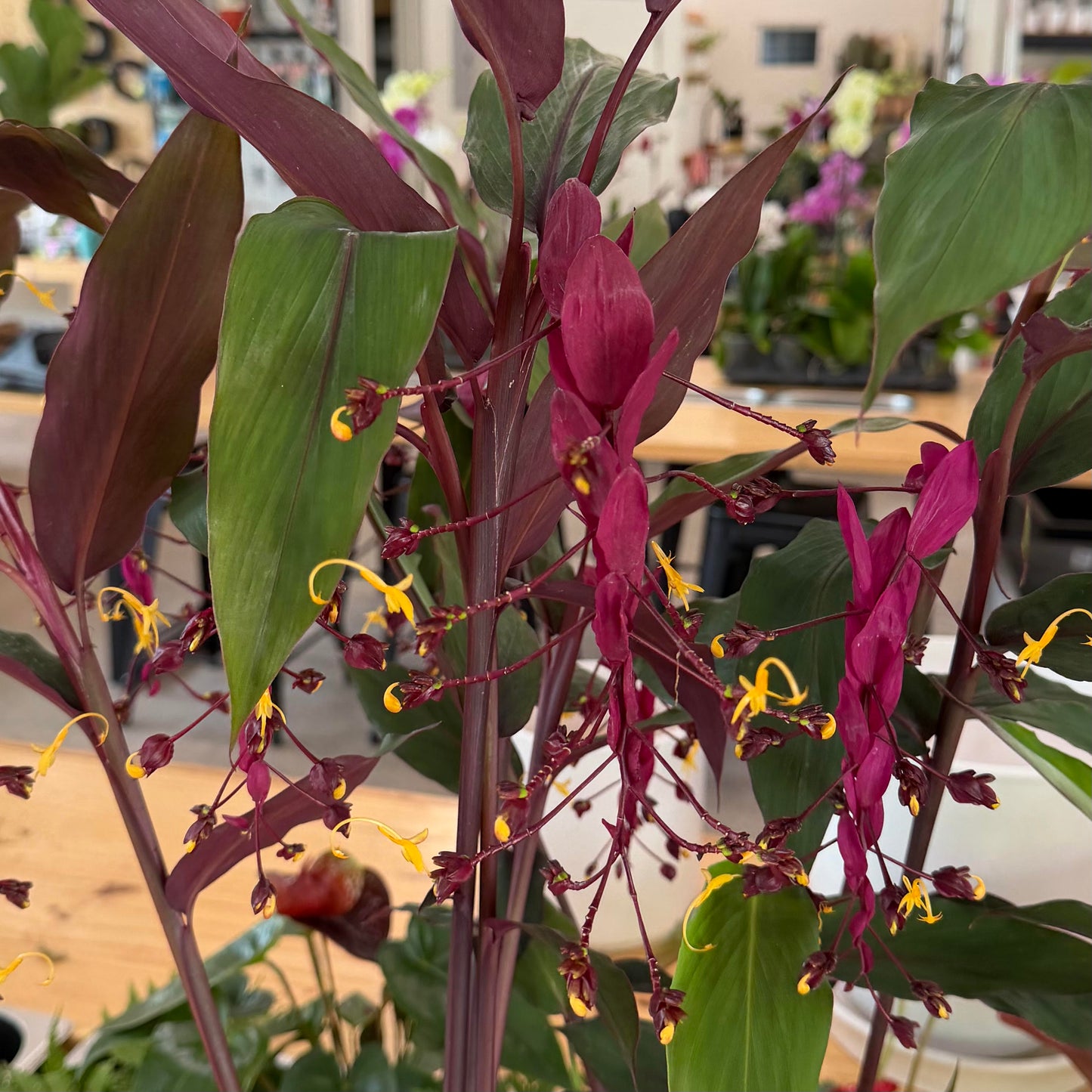Curcuma 'Dancing Lady'