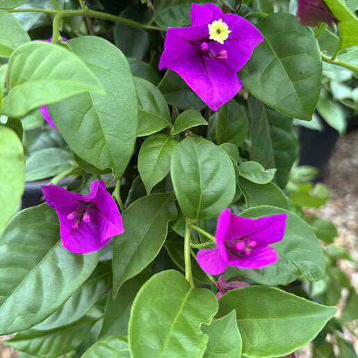 Bougainvillea, "Elizabeth Angus"
