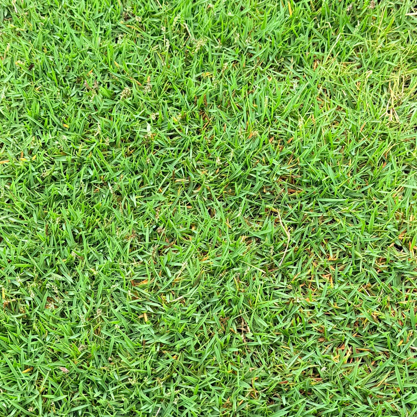 Emerald Zoysia Grass