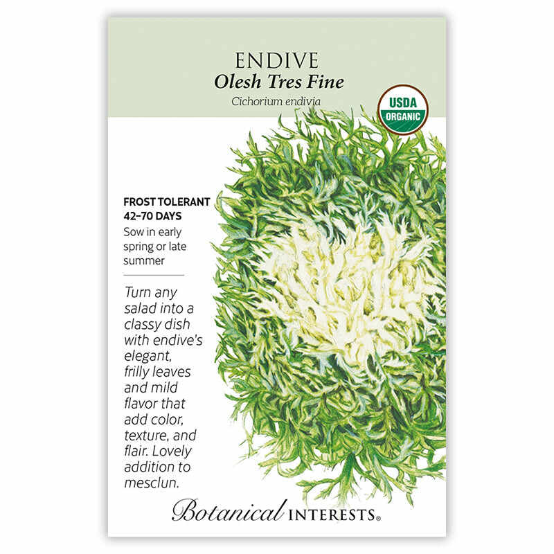 Endive Olesh seeds 'Tres Fine'
