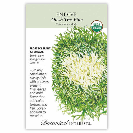 Endive Olesh seeds 'Tres Fine'