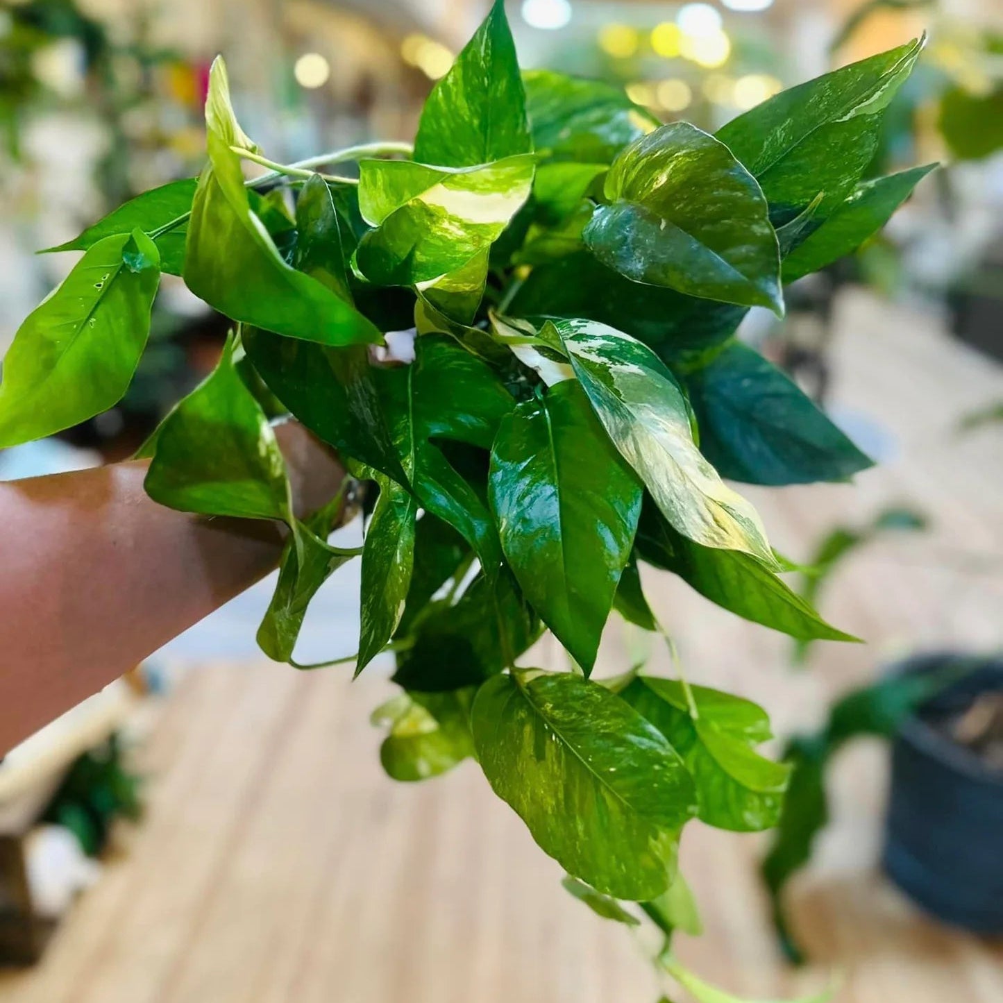 Epipremnum pinnatum albo