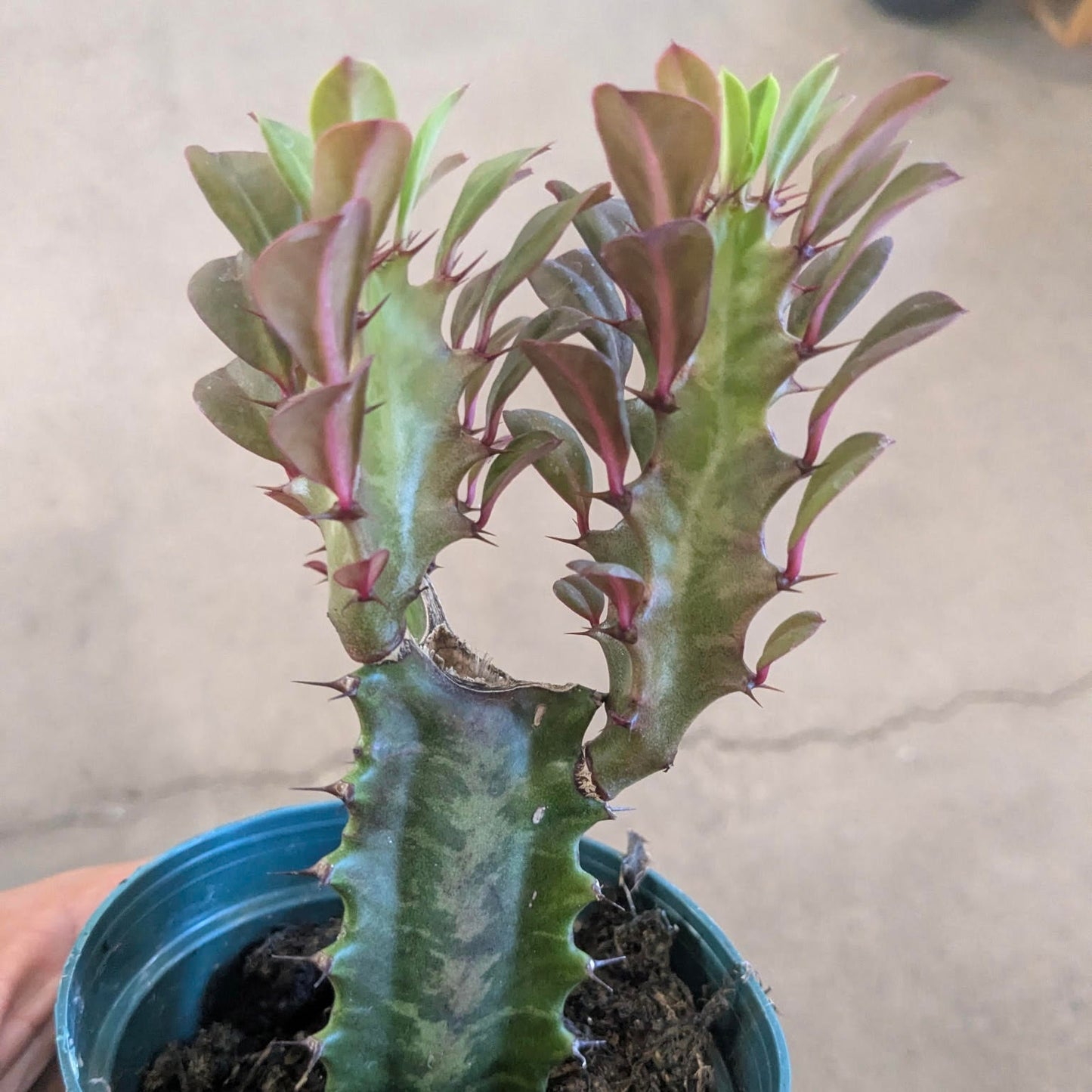Euphorbia trigona 'Rubra' (Red African Milk Tree)