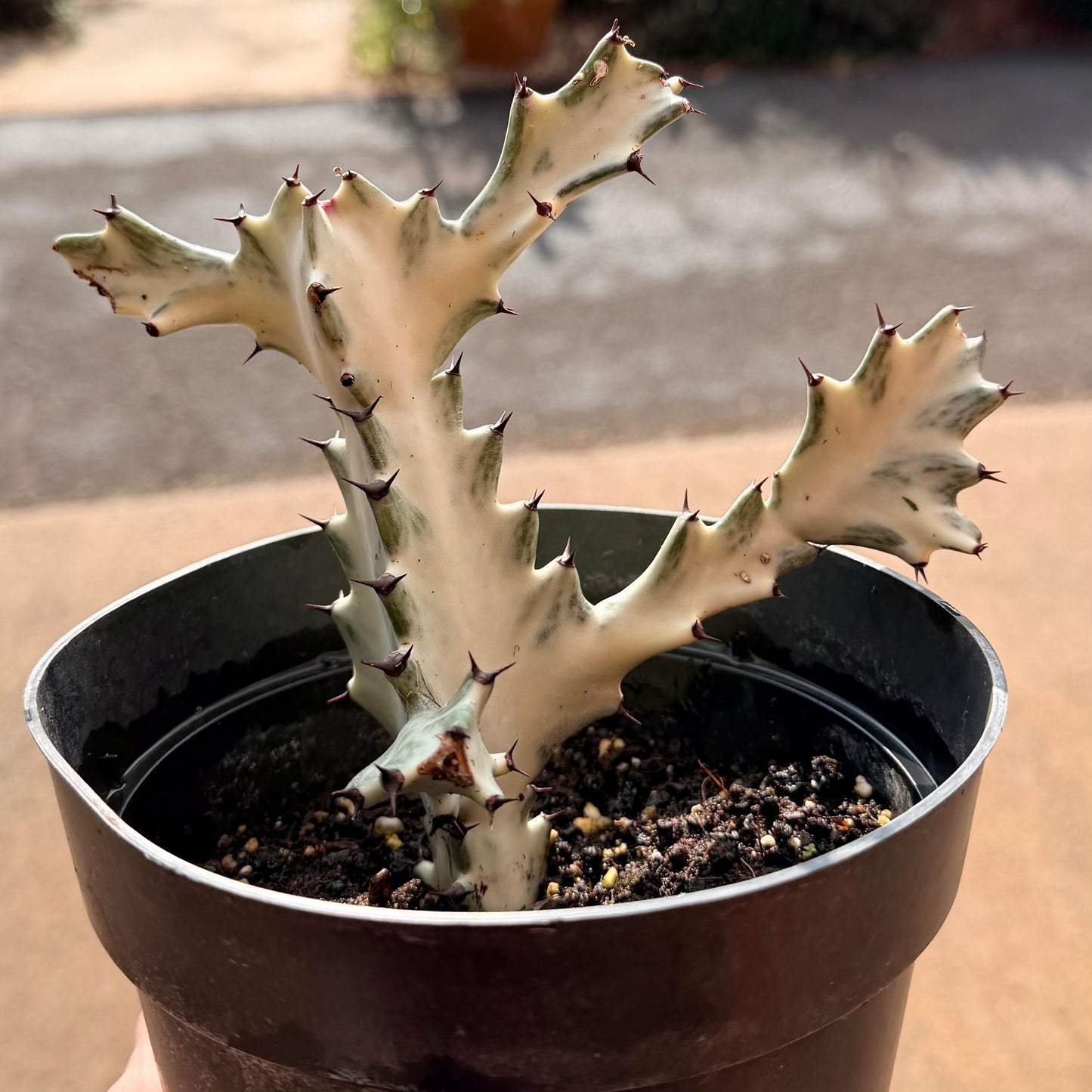 Euphorbia Lactea White Ghost