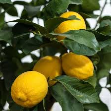 Dwarf Eureka Lemon