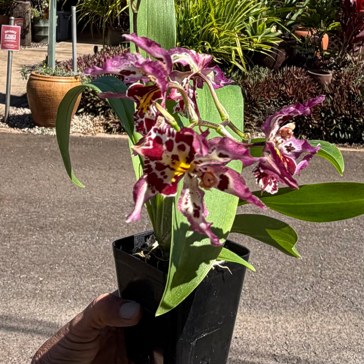 Oncidium Orchids