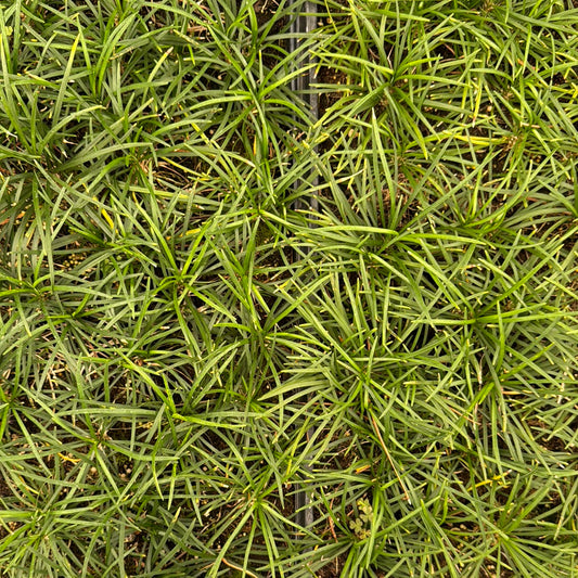 Dwarf Mondo Grass