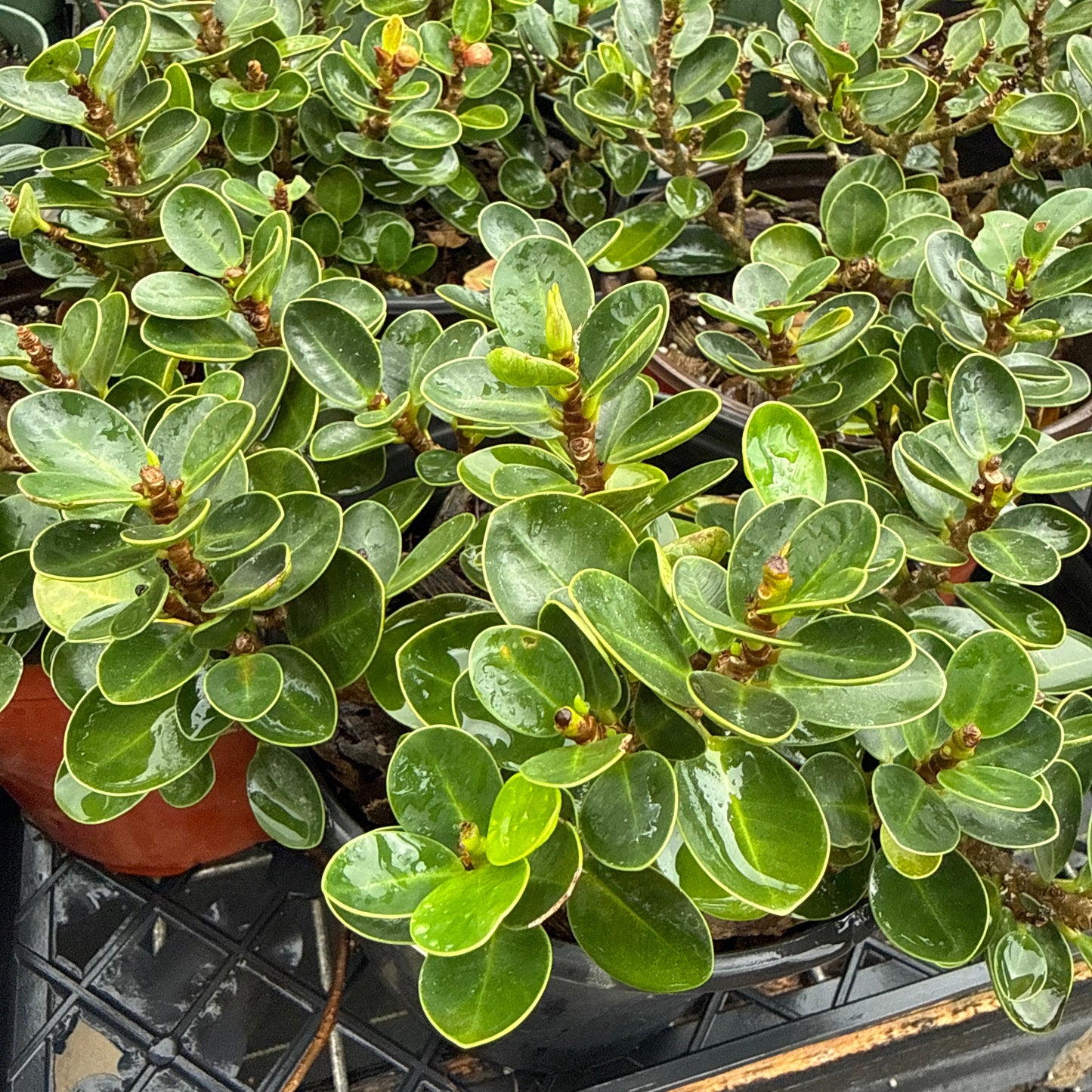 Ficus microcarpa Compacta 'Chinese Banyan'