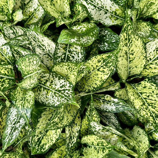 Aglaonema, "Wintry Winehouse"