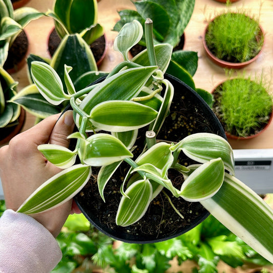 Variegated Vanilla Bean Vine