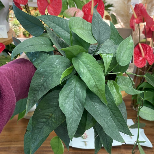 Epipremnum pinnatum "Cebu Blue", variegata