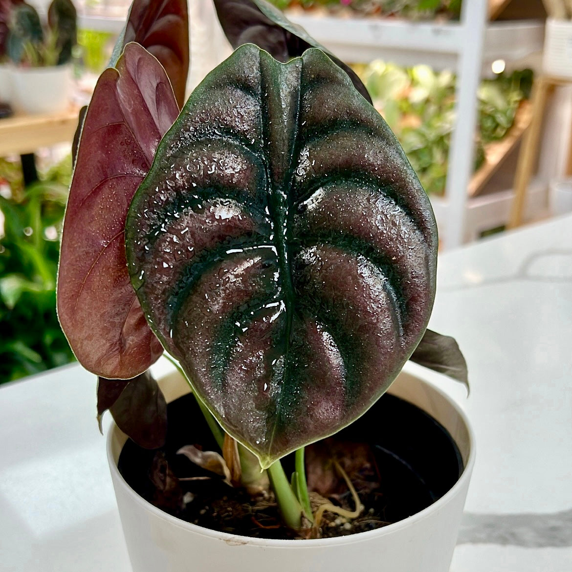 Alocasia cuprea 'Red Secret'