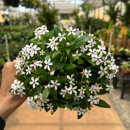 Catharanthus, "Peppermint White"