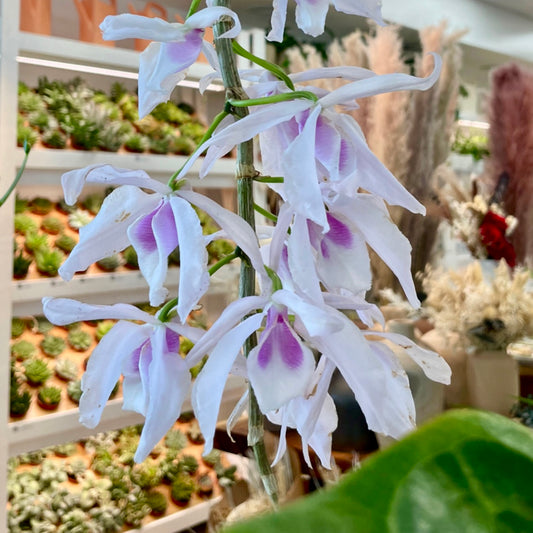Dendrobium anosmum, "Honohono Orchid"