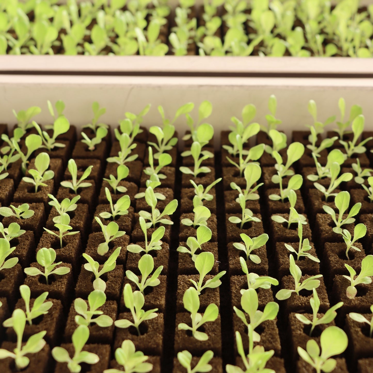 Lettuce Seedling