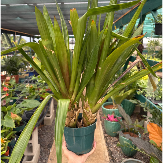 Guzmania, "Rana"