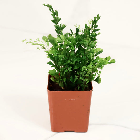 Adiantum raddianum 'Lisa' (Delta Maidenhair Fern)
