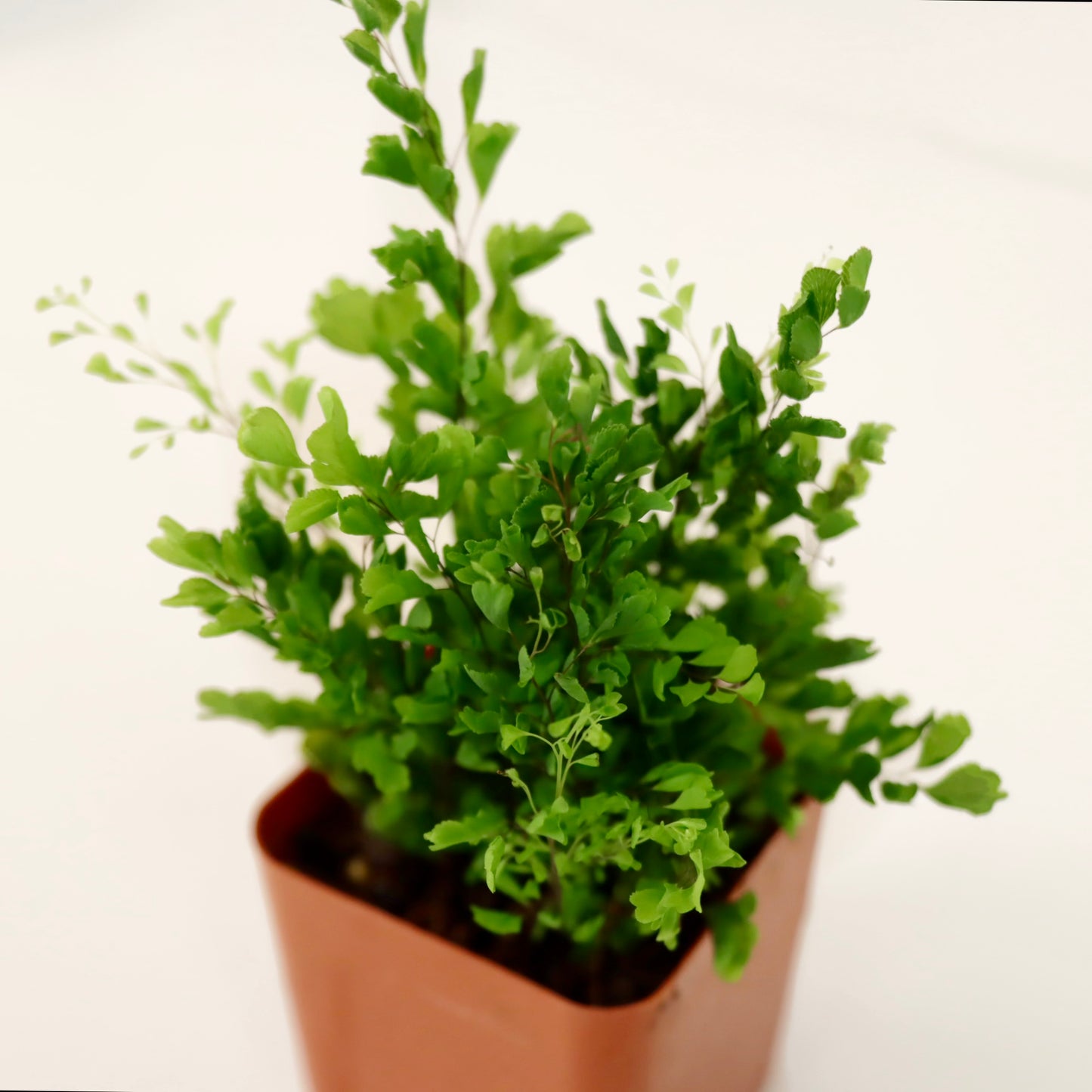 Adiantum raddianum 'Lisa' (Delta Maidenhair Fern)