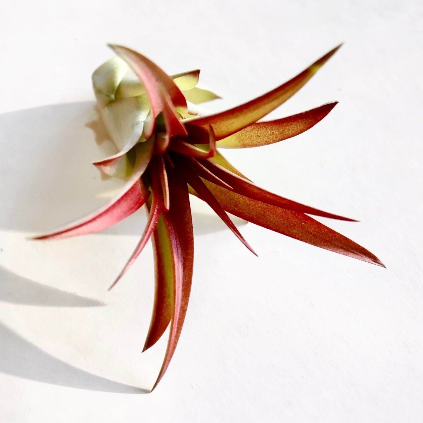Air Plants Assorted