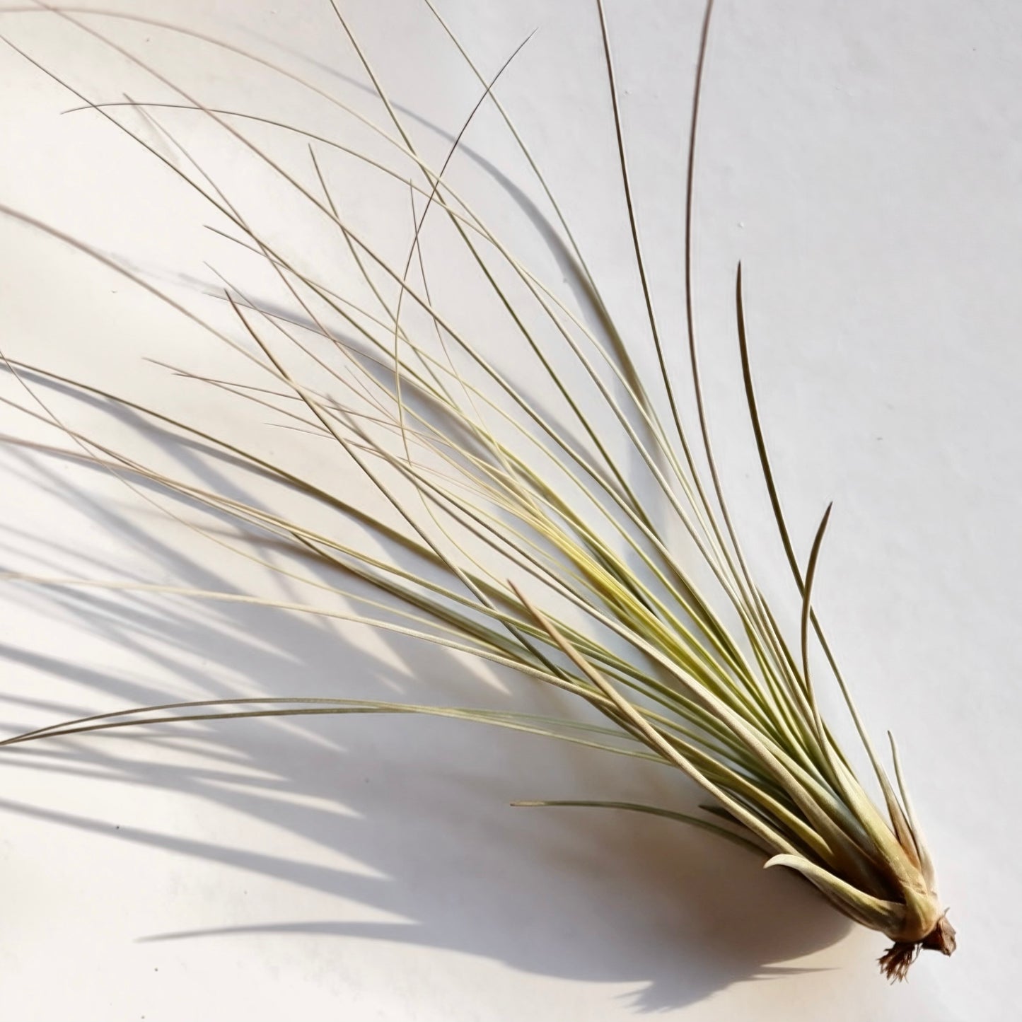 Air Plants Assorted