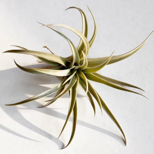 Tillandsia harrisii