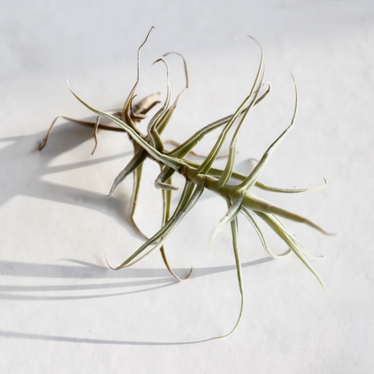 Air Plants Assorted