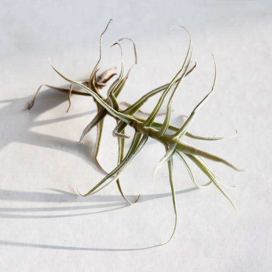 Tillandsia albida 'minor'