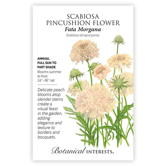 Scabiosa seeds, "Fata Morgana"