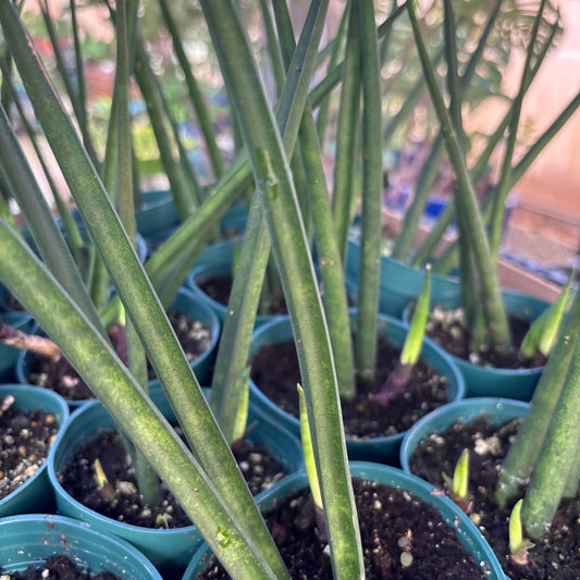 Sansevieria parva x suffruticosa 'Fernwood'