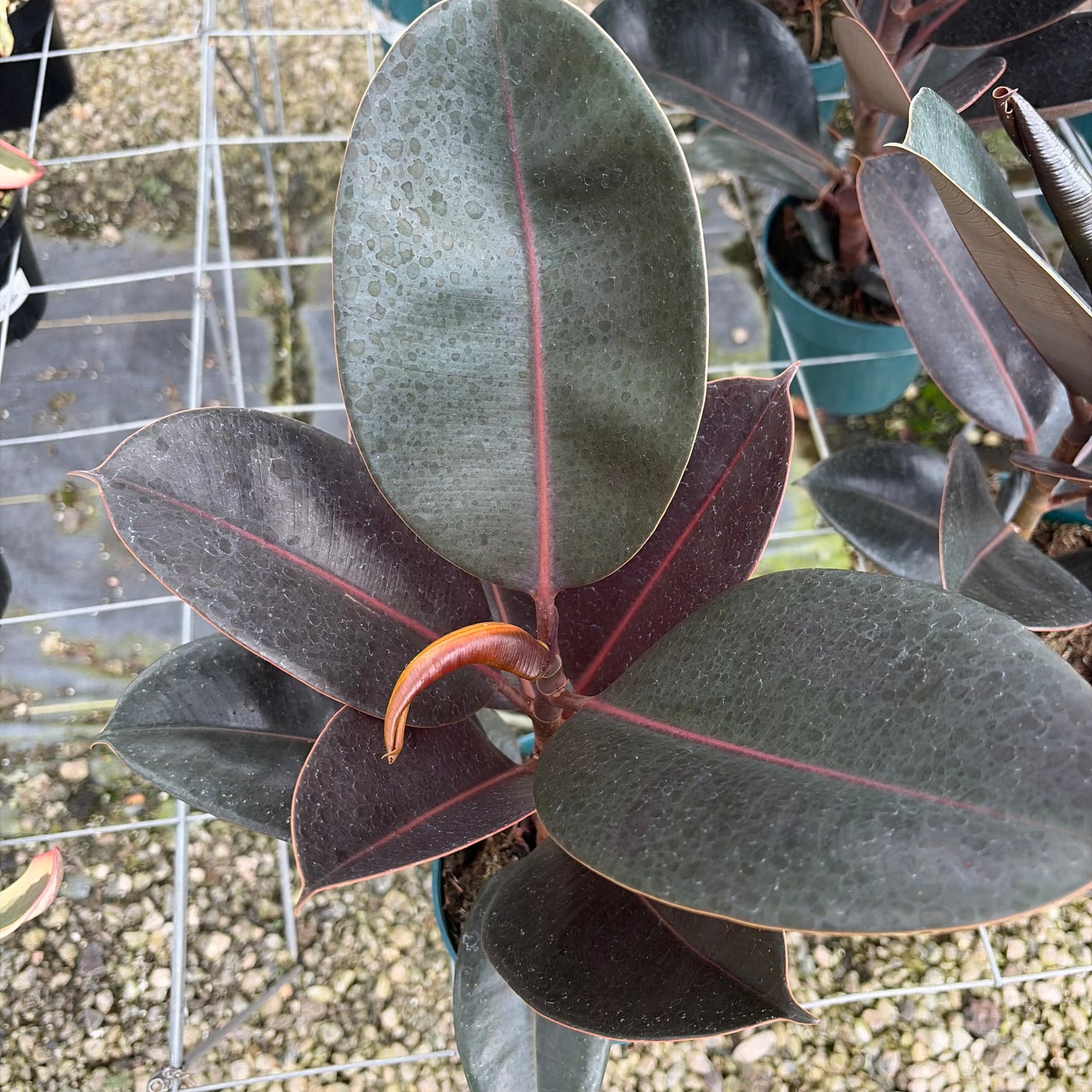 Ficus elastica (Rubber Tree)